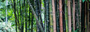 bamboe gebruikt voor bamboe gordijnen